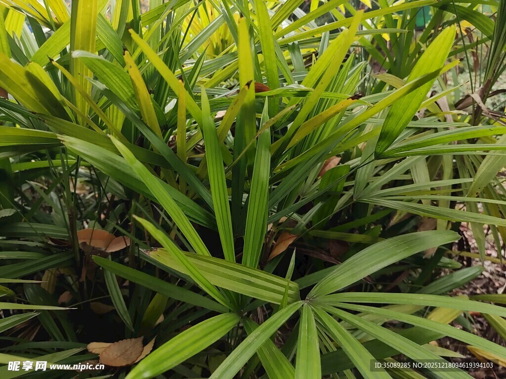 翠绿繁茂的热带植物景观