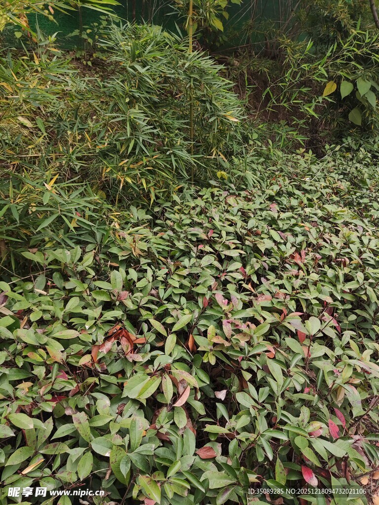 繁茂绿植景观