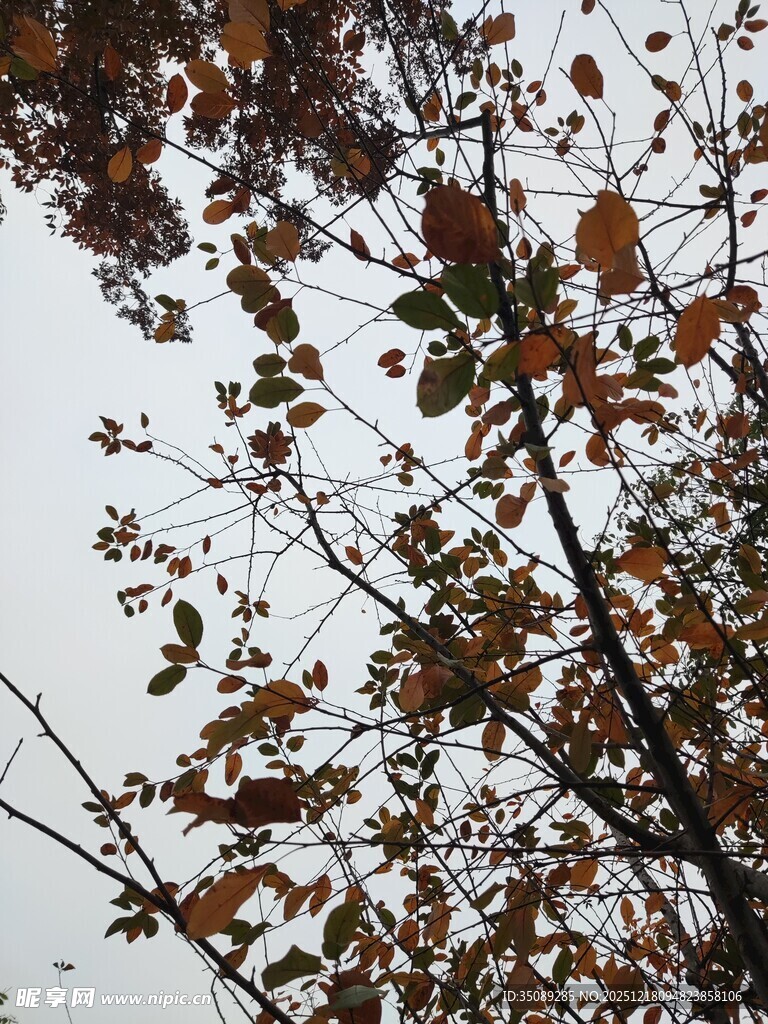 秋日枝头斑斓树叶