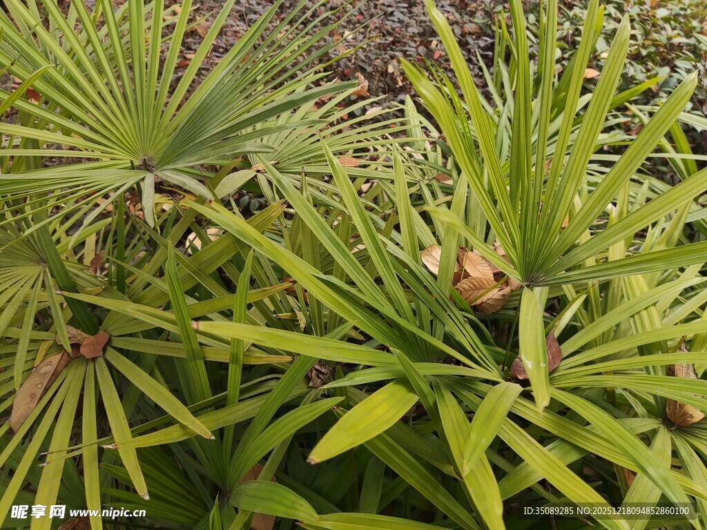 翠绿棕榈植物特写