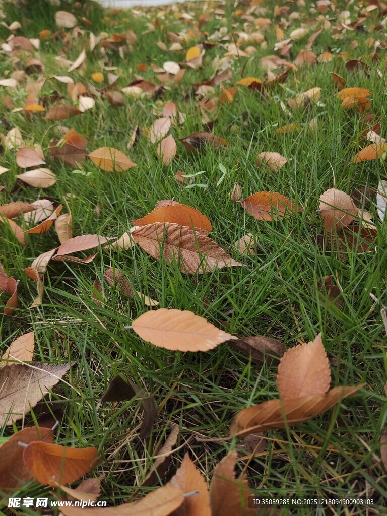 草地上的枯黄落叶