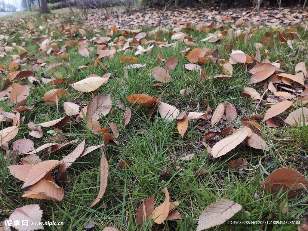 草地之上的缤纷落叶