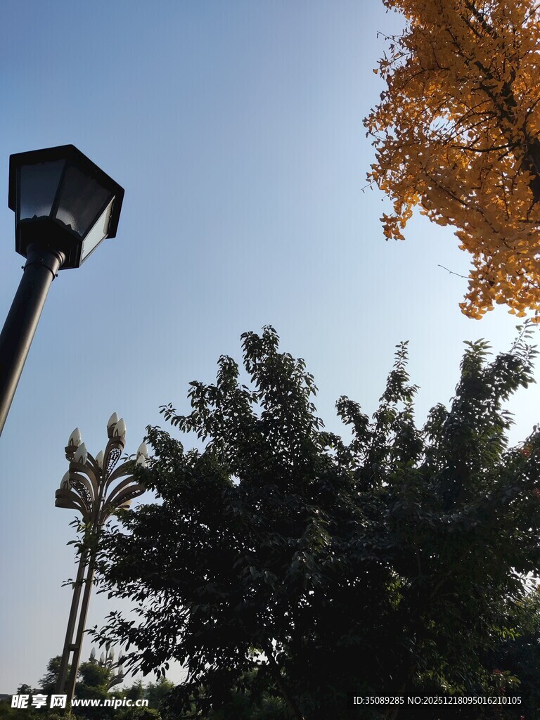 秋日树下的路灯景致