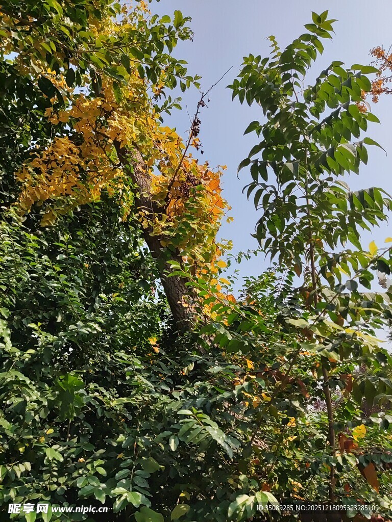 绿叶间的绚烂橙花