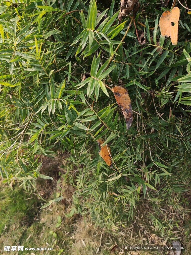 绿叶间的多彩植物景观