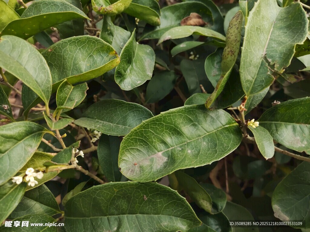 绿叶繁茂的植物景象
