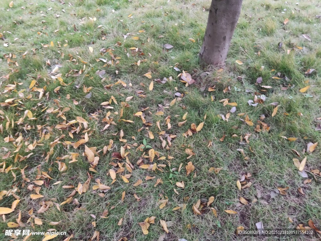 树下草地散落枯黄树叶