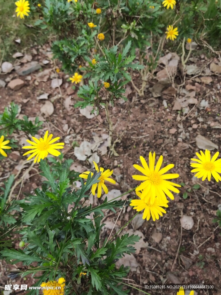 野外绽放的黄色小花