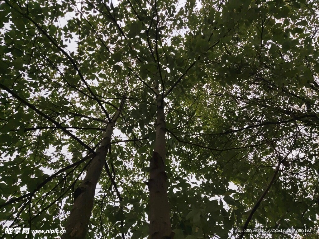 仰视茂密树林树冠