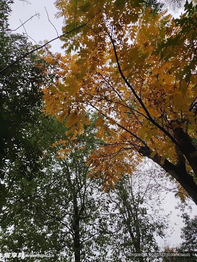 秋日林间斑斓树叶景致