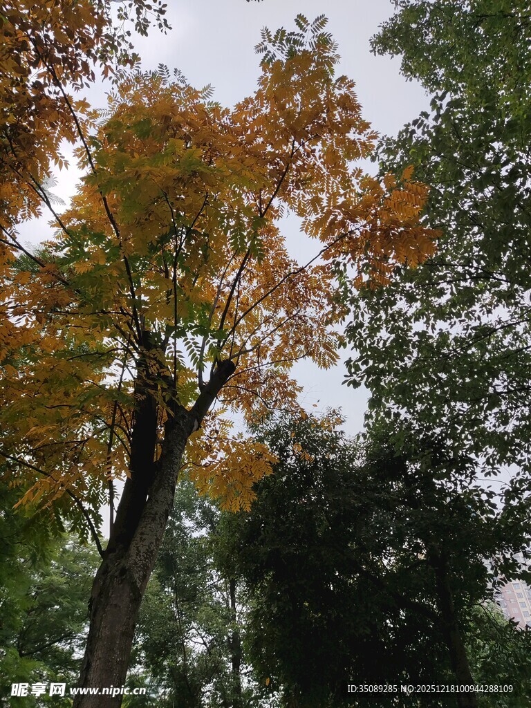 秋日斑斓树叶景观