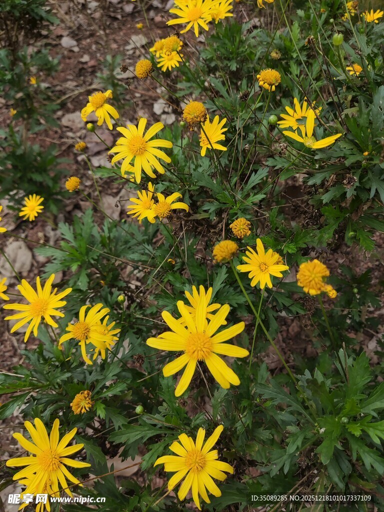 黄色小花绽放于草丛中