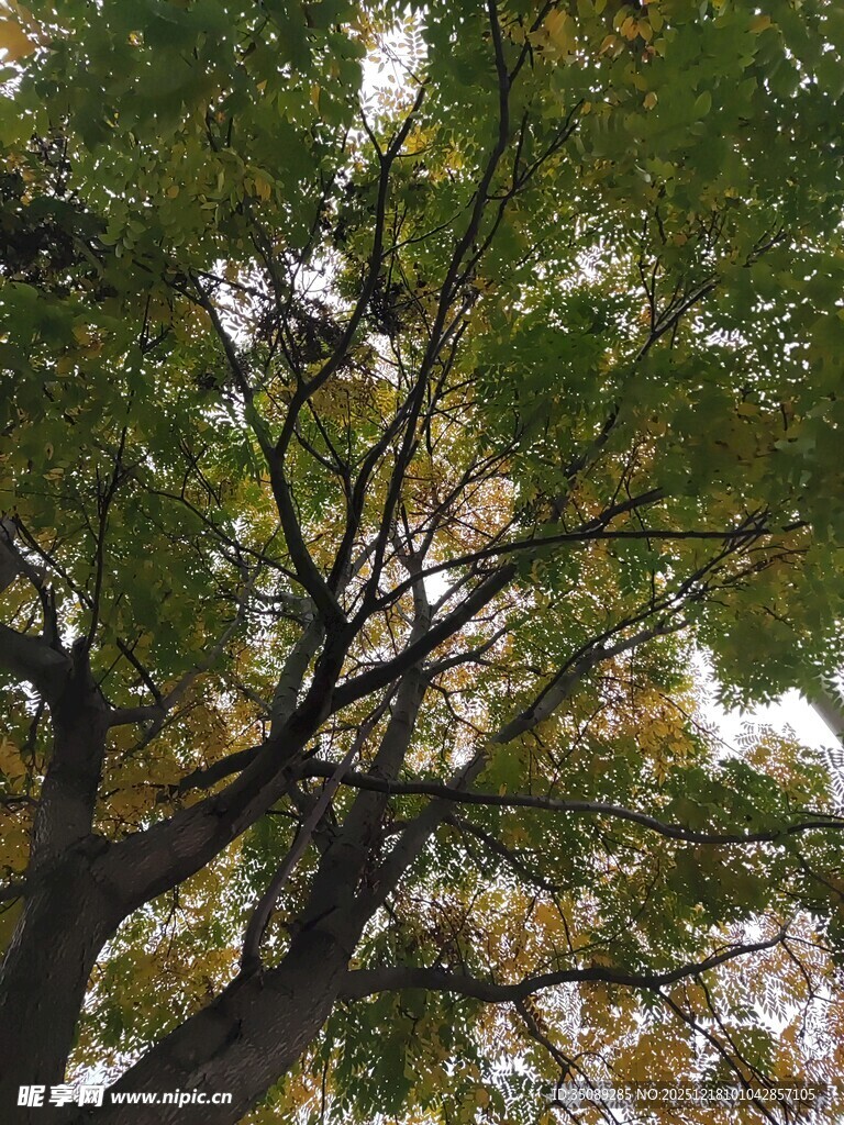 仰视秋日繁茂树枝景象