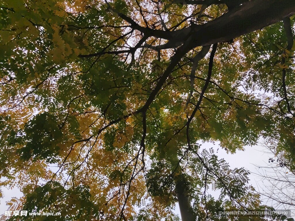 仰视秋日繁茂树冠