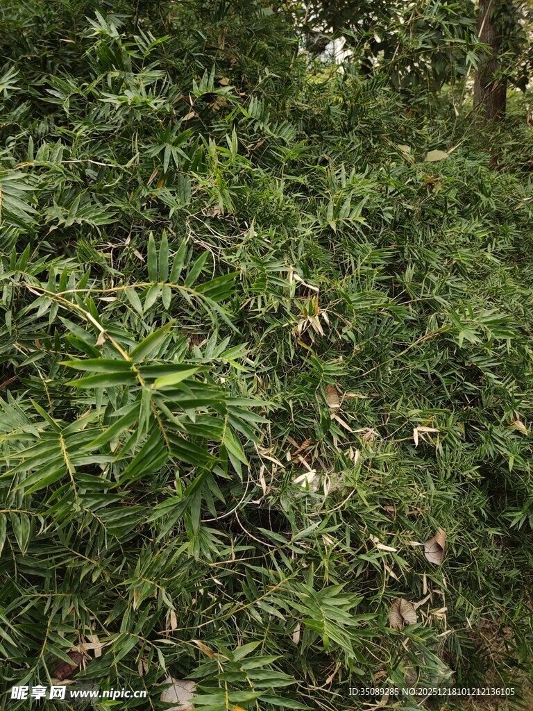 茂密绿意盎然的植物景观