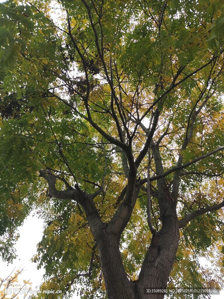 仰视繁茂大树枝叶