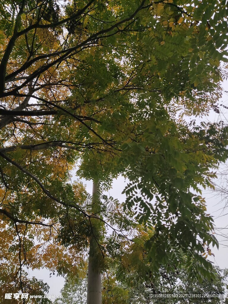 仰视秋日繁茂树木枝叶