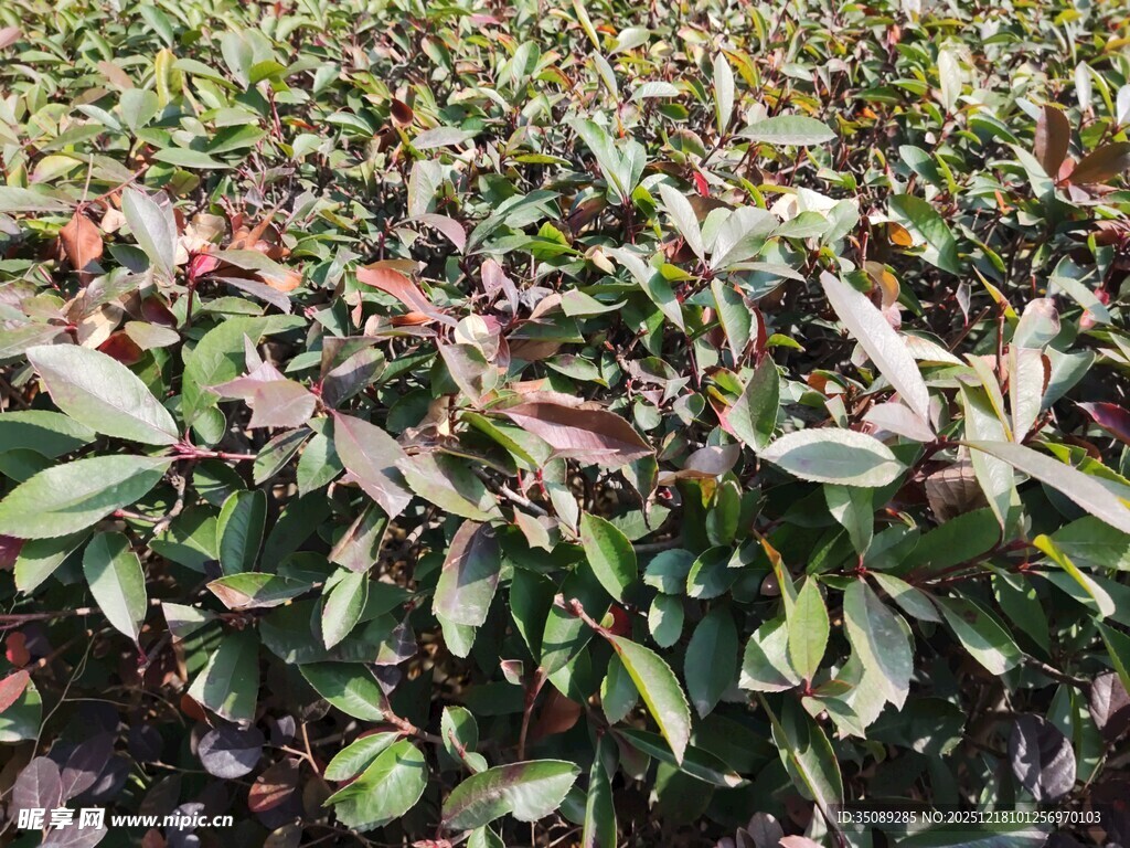 绿叶红边植物景观