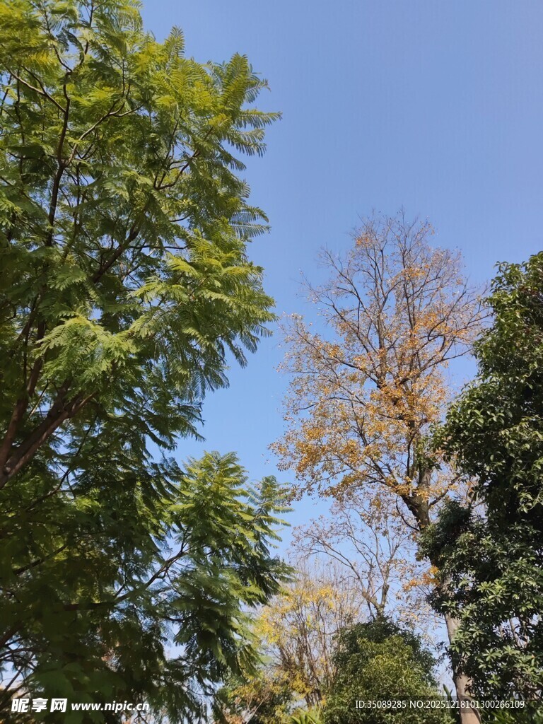 蓝天绿树间的自然景致