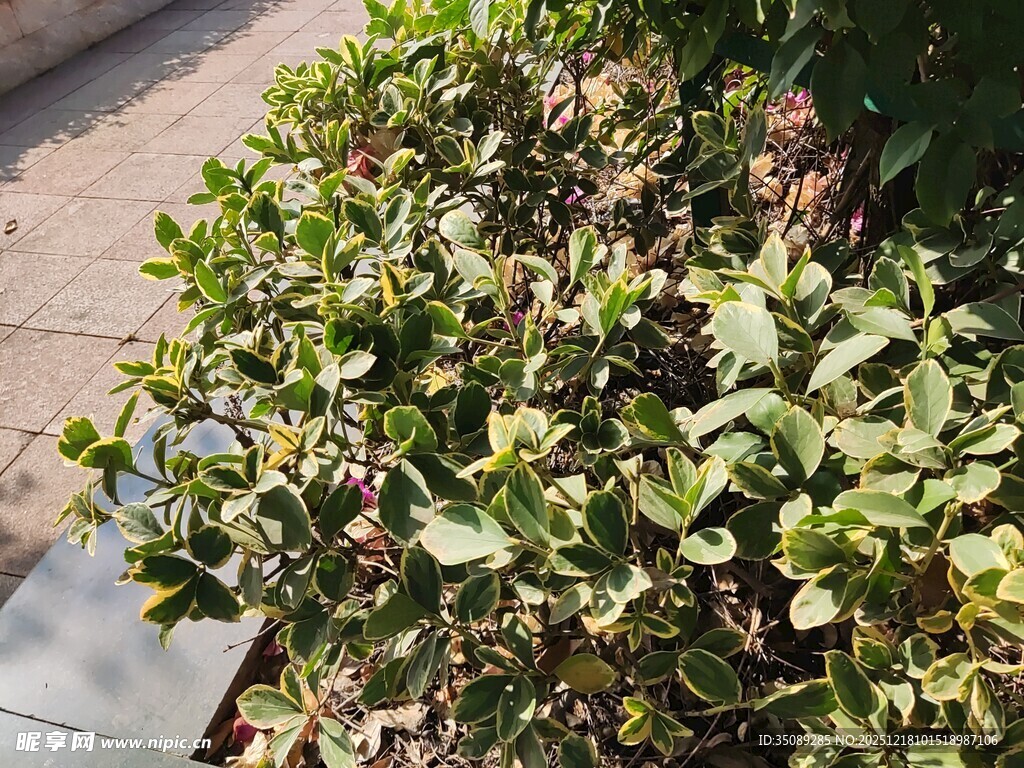 绿叶繁茂的灌木丛