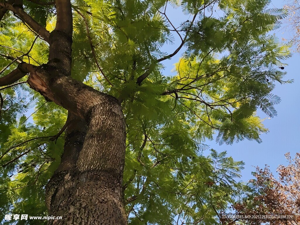 粗壮大树枝叶繁茂蓝天映衬