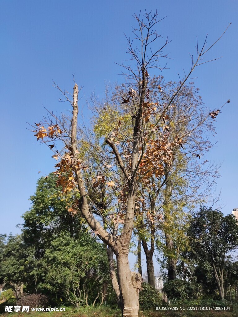 秋日枯树尽显萧瑟之态