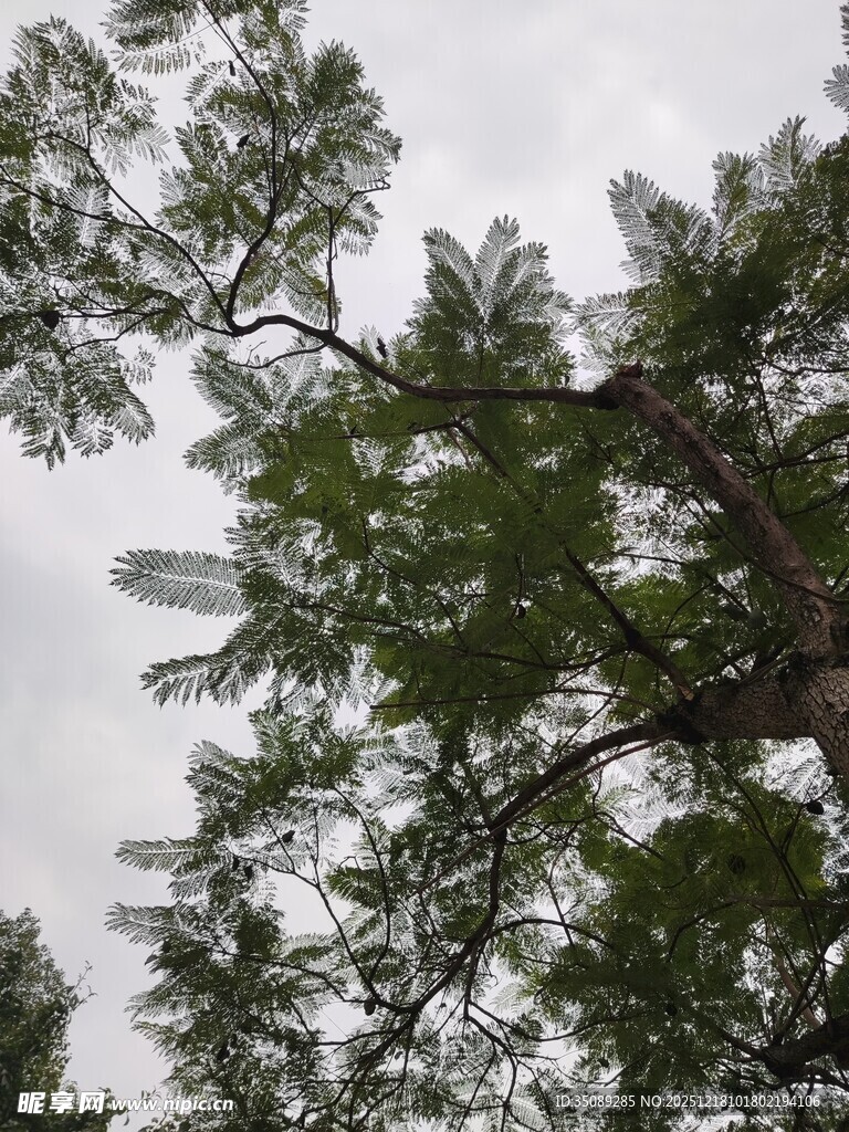 仰视茂密松树树冠