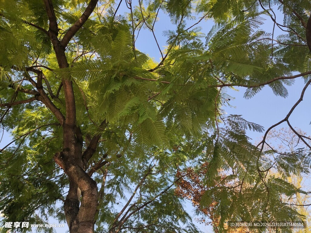 仰视葱郁树木枝叶景观