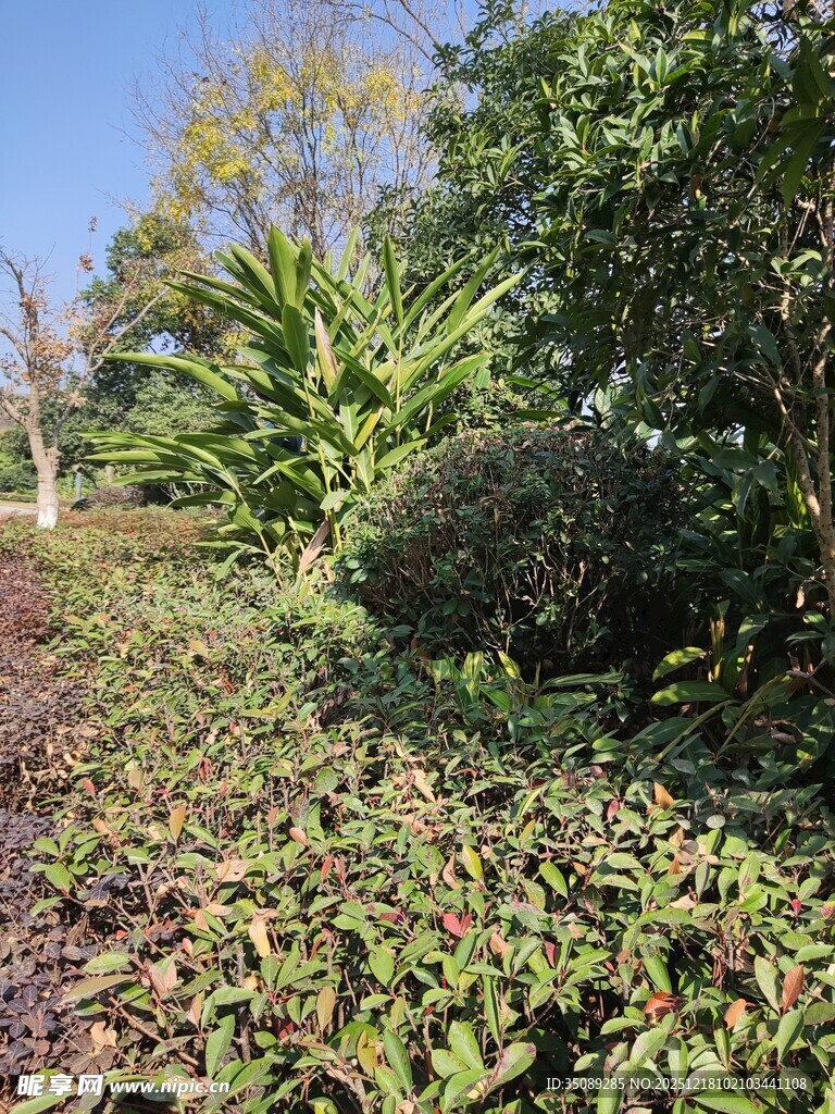 多彩植物景观