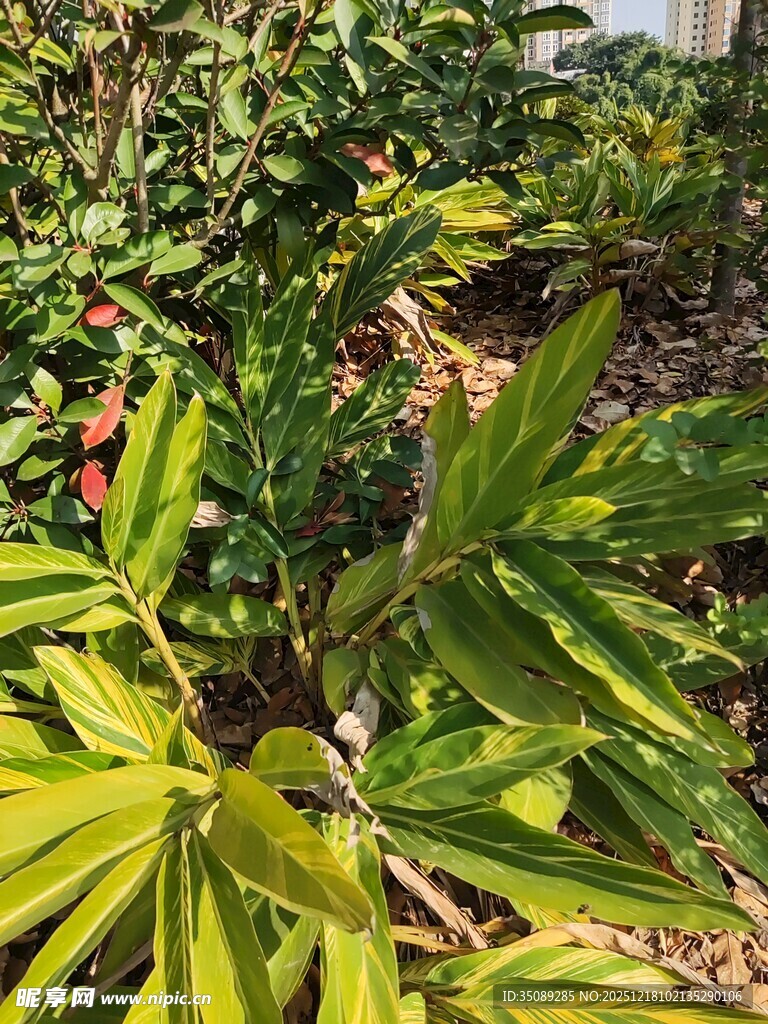 翠绿植物特写