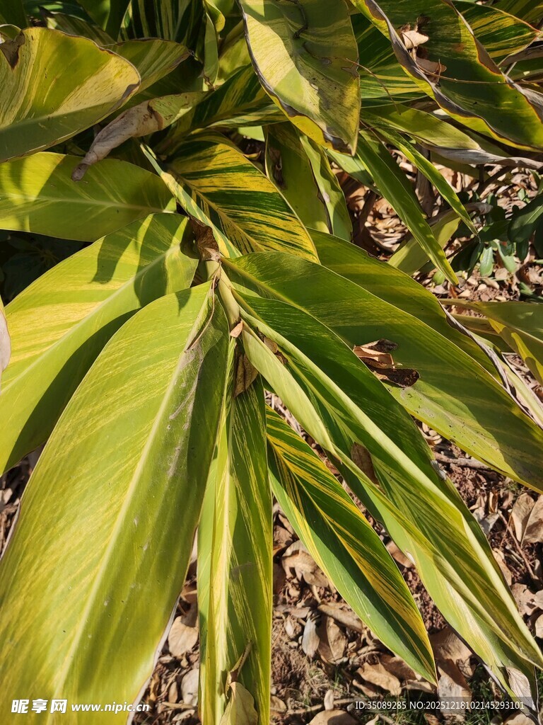 翠绿舒展的植物叶片