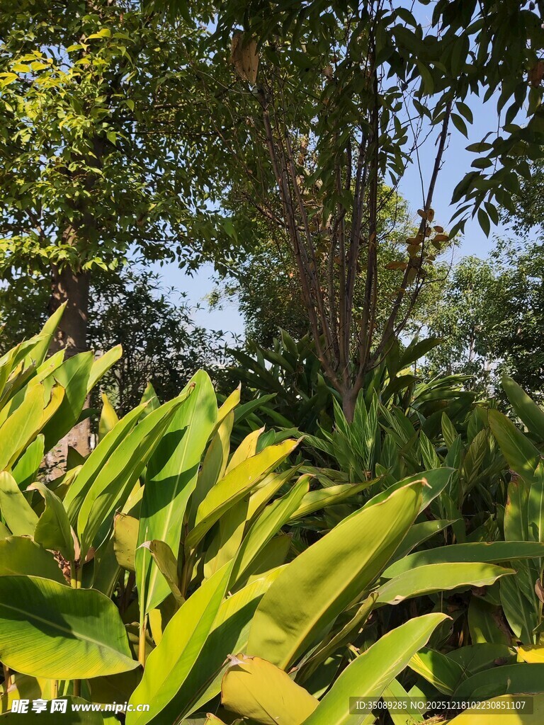 阳光下的翠绿植物景观