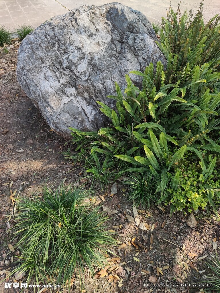 岩石旁的绿植景观