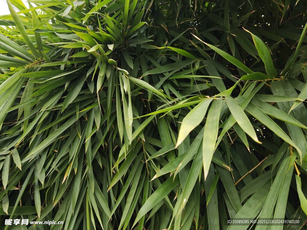 翠绿竹叶特写