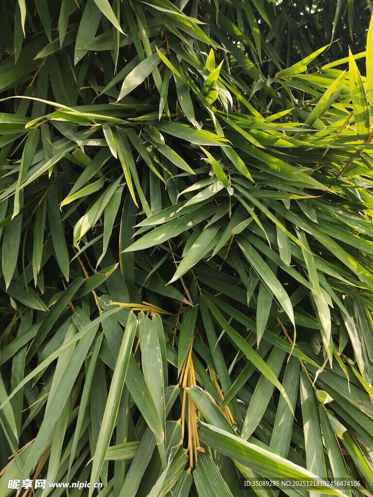 翠绿繁茂的热带植物叶片