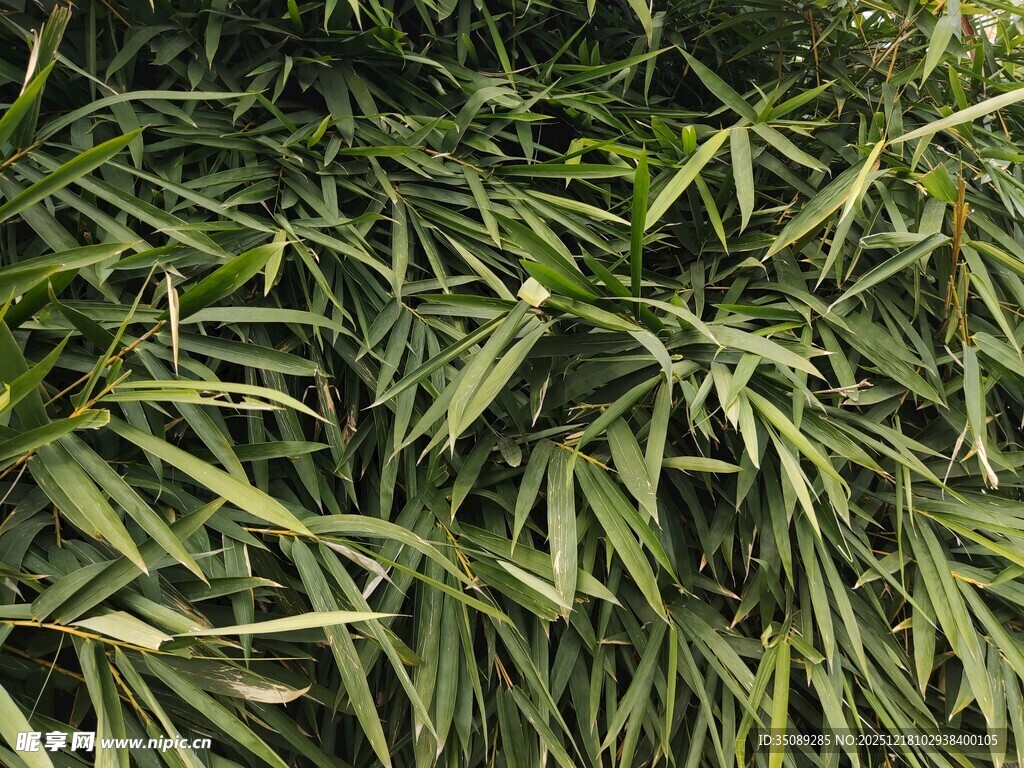 翠绿竹叶特写