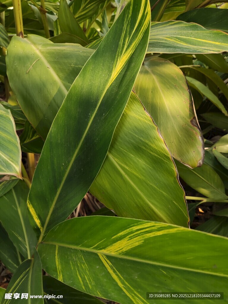 翠绿斑斓的热带植物叶片