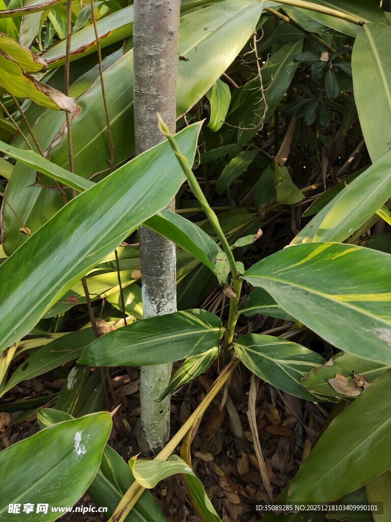 绿叶繁茂的植物特写