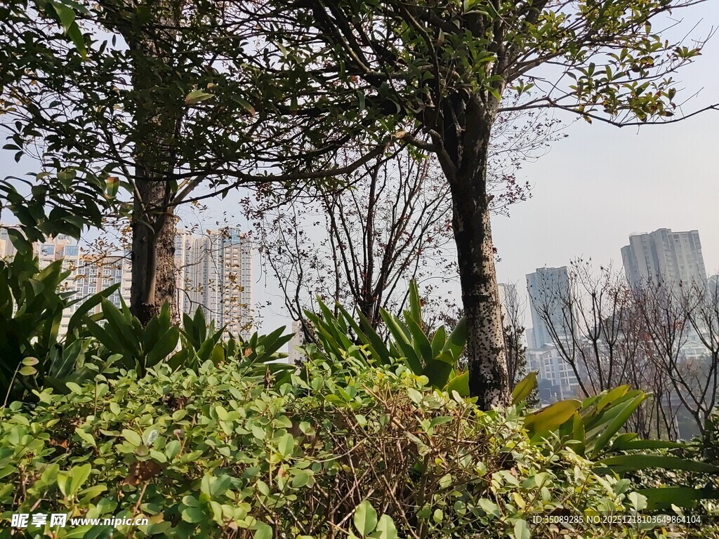 城市中的绿植与高楼景观