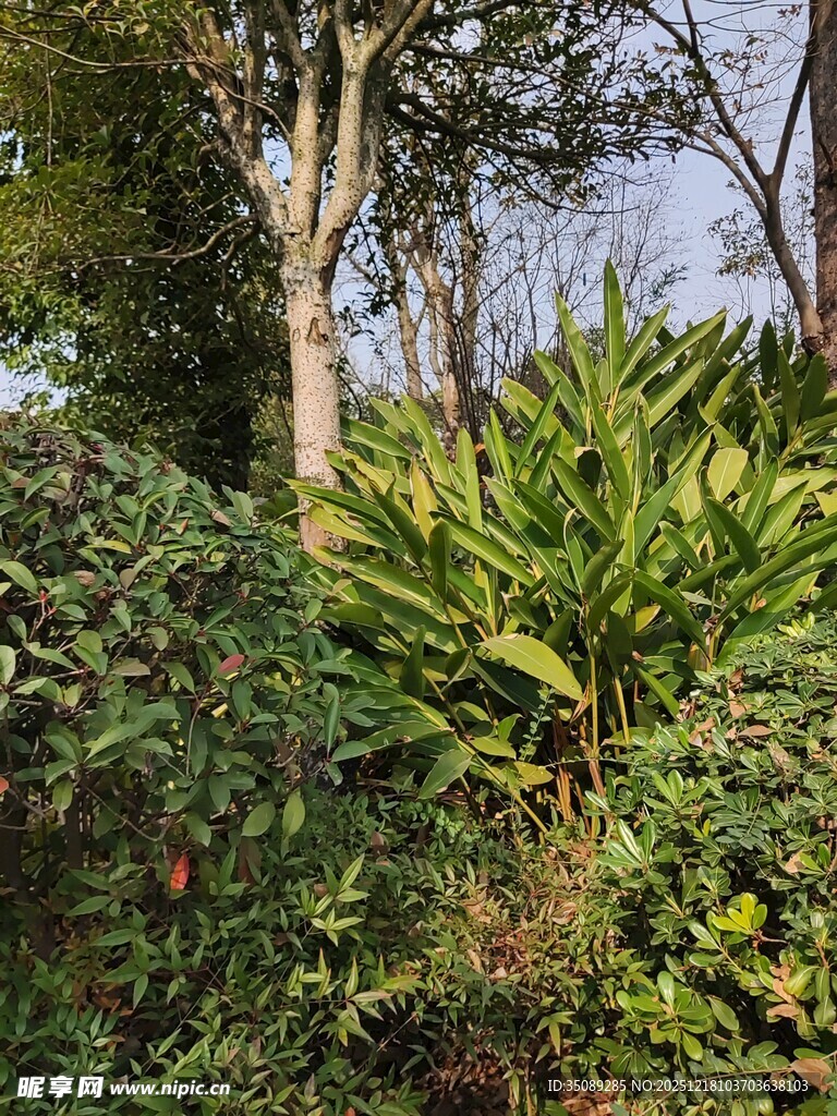 繁茂的林间植物景观