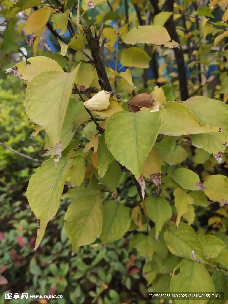 黄绿相间的繁茂树叶