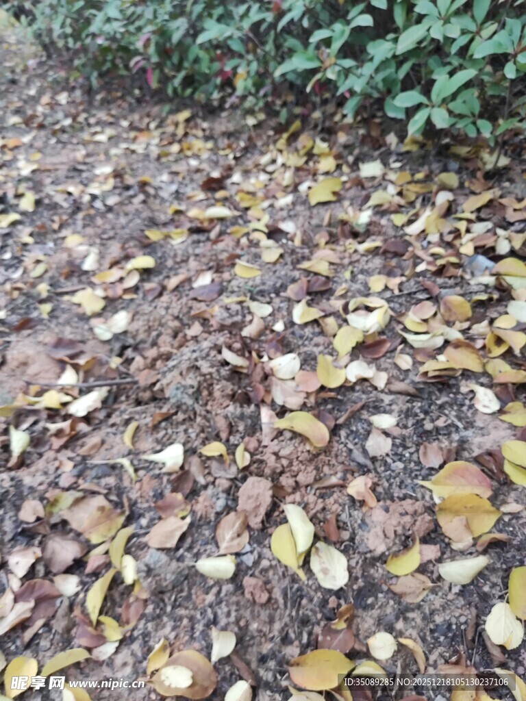 地面上的缤纷落叶