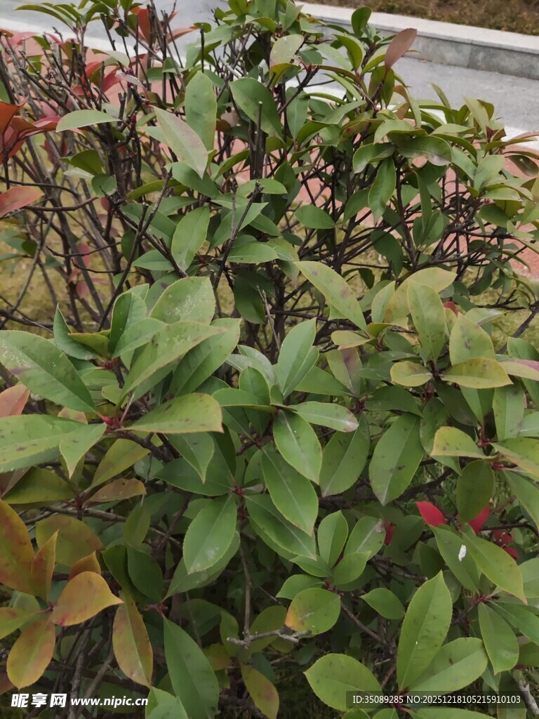 绿叶繁茂的植物景观