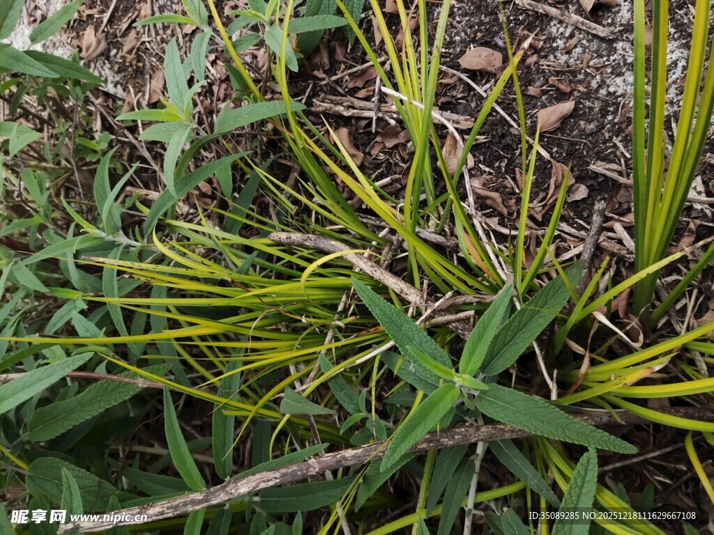 嫩绿藤蔓植物特写