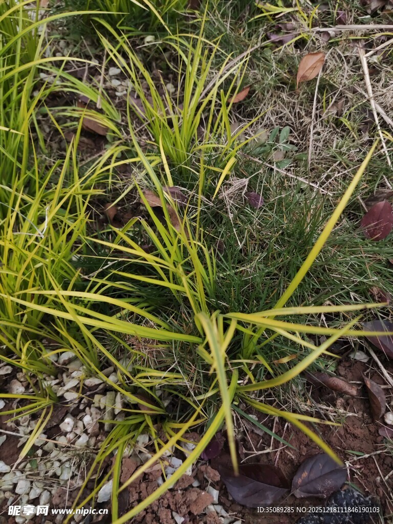 黄绿相间的丛生植物