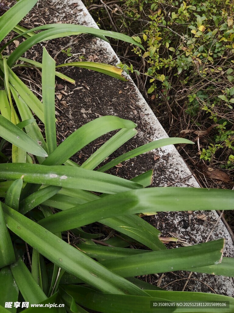 绿叶植物近景特写