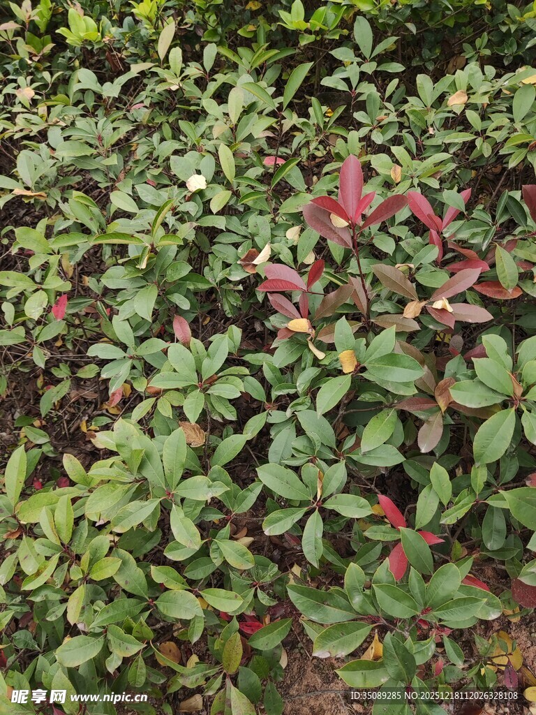 绿叶丛中的嫣红植物