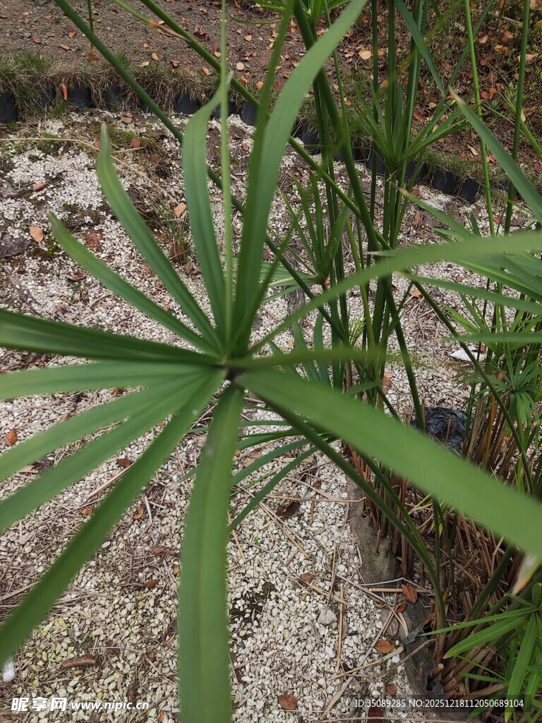 细长绿叶植物特写
