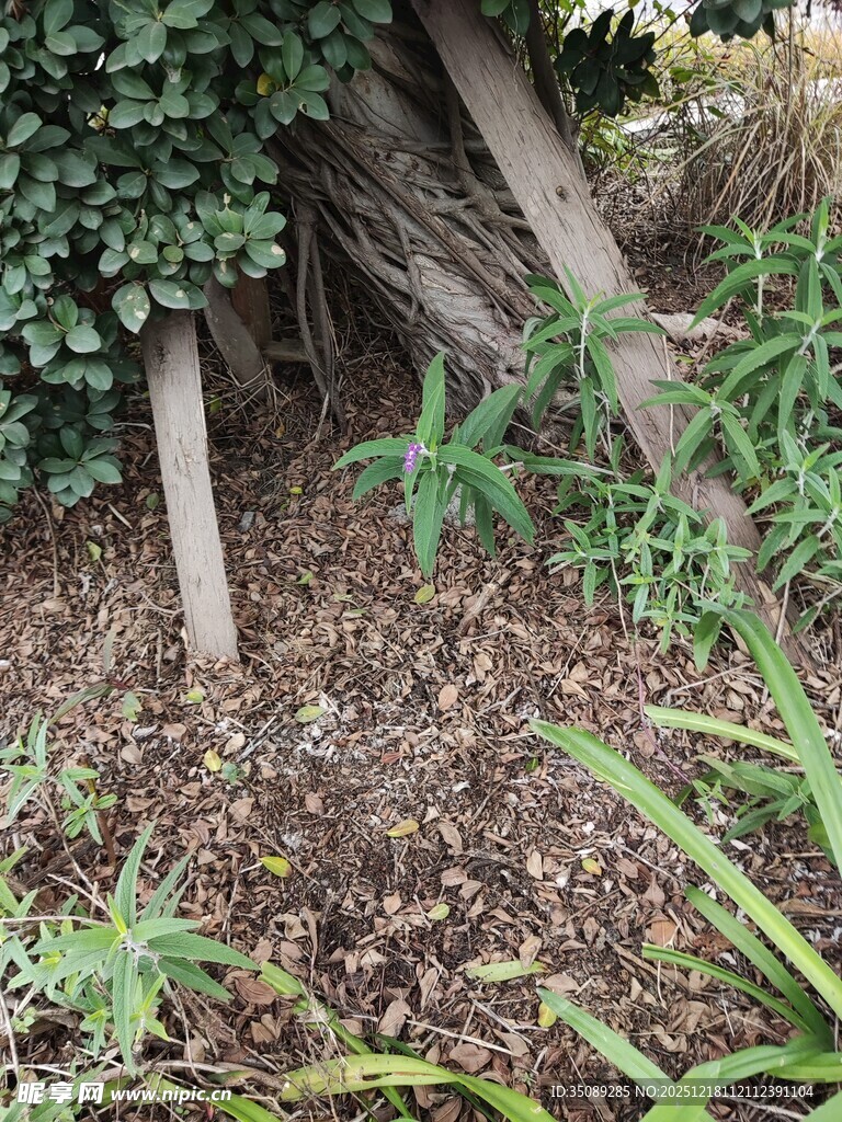 树根旁的绿植景象