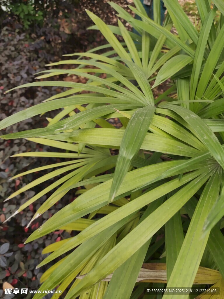 翠绿剑形叶片的植物